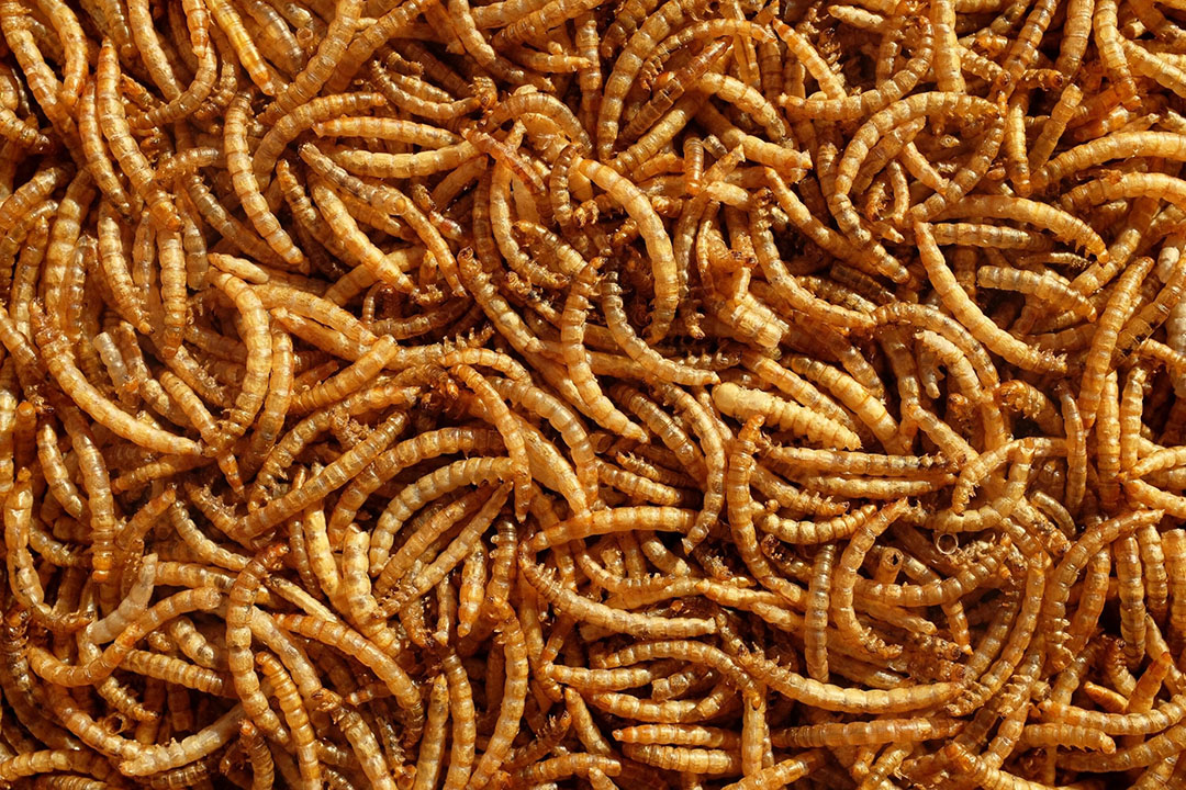 Vierde positieve beoordeling Efsa over eetbaar insect - Eiwit Trends