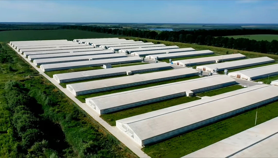 E&eacute;n van de locaties met vleeskuikenstallen van MHP. - Foto: MHP
