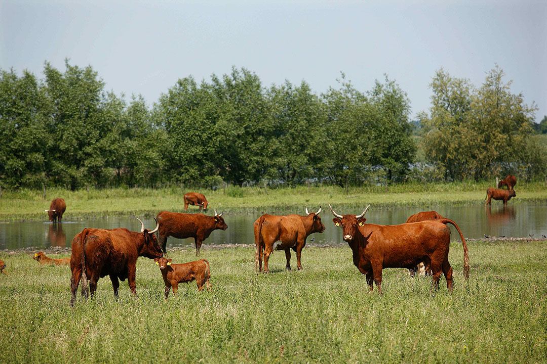 Vlees van runderen in uiterwaarden bevat vaak dioxine - Eiwit Trends