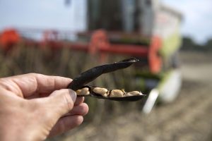 Veel provincies zetten in op de teelt van eiwitrijke gewassen zoals veldbonen om de productie van plantaardig eiwit te vergroten. - Foto: Mark Pasveer
