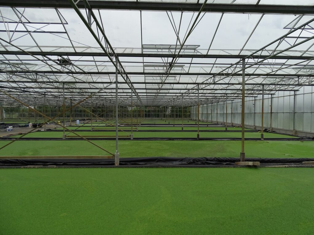 Teelt van waterlinzen