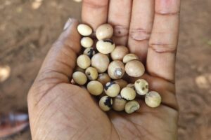 Cowpea Nederland