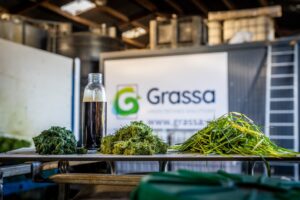 Grassa graseiwit