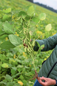 Sojaplant met peulen aan de stam