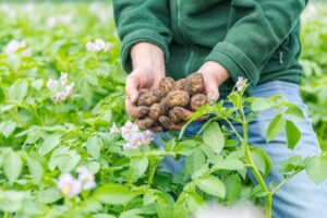 Aardappeleiwit eivervangers aardappelen