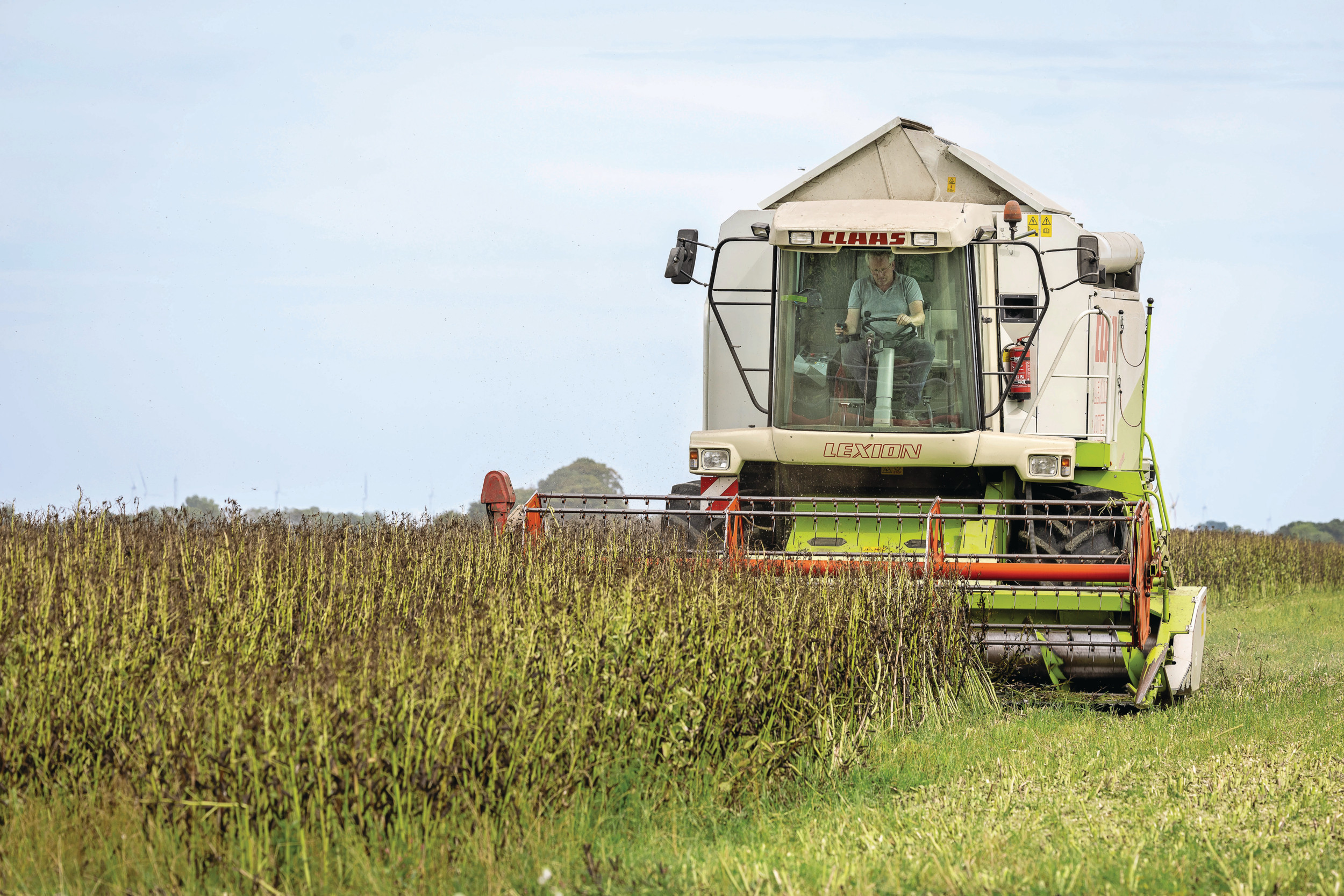 Teelt van veldboon: kansrijk, maar economisch uitdagend